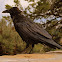 Common Raven