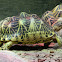 Radiated tortoise