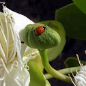 Eleven-spotted Ladybird Beetles