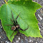 Elegant Crab Spider