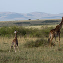 Maasai Mara Giraffe?