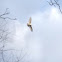 Red tail hawk, all white, leucistic