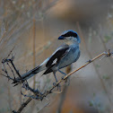 Loggerhead shrike