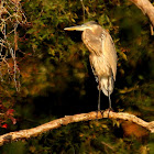 Great blue heron