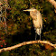 Great blue heron