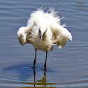 Little egret