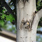 Silver Maple