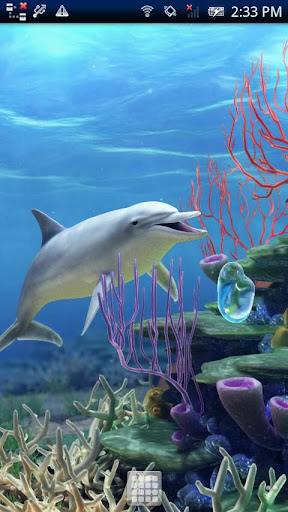 Dolphin CoralReef