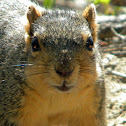 Fox Squirrel