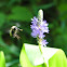 American Bumble Bee