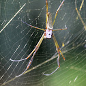 Golden Silk Spider