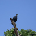 Black Vulture