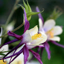 Columbine