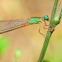 Orange-tailed Marsh Dart Female