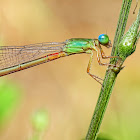 Orange-tailed Marsh Dart Female