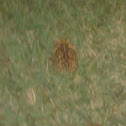Southern Toad