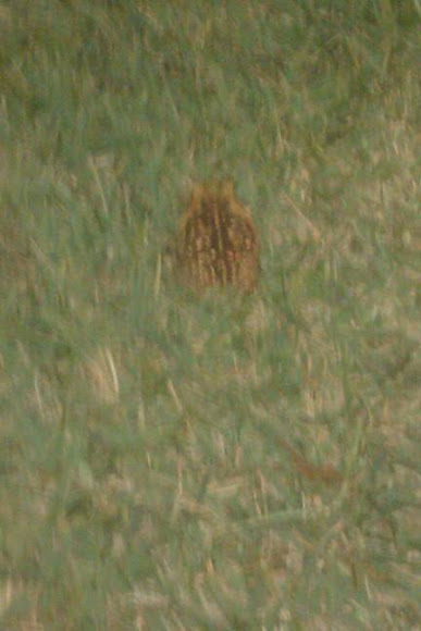 Spotting Image 1