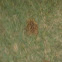 Southern Toad