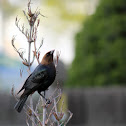 Brown-Headed Cowbird