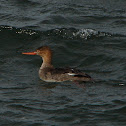 Red-breasted Merganser (female)