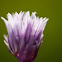 Chives