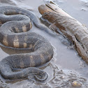 Filesnake