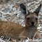 Western Grey Kangaroo