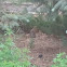 Fox Squirrel