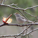 Blackcap