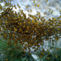 Baby Spiders