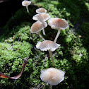 pink mycena