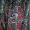 Eurasian Bullfinch (Female)