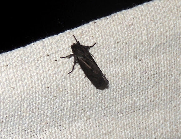 Spotting Image 1