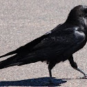 Common Raven