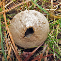Puffball fungus