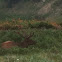 Elk