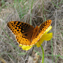 Great Spangled Fritillary