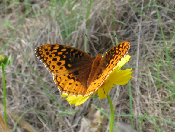 Spotting Image 1