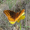 Great Spangled Fritillary