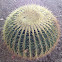 Barrel Cactus