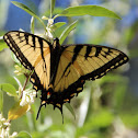 Eastern Tiger Swallowtail (male)