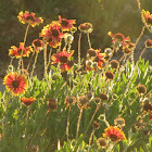 Indian blanket flower