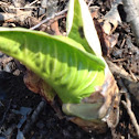 Eastern Skunk Cabbage