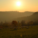 Sheeps
