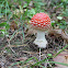 fly agaric