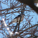 Sharp-shinned Hawk
