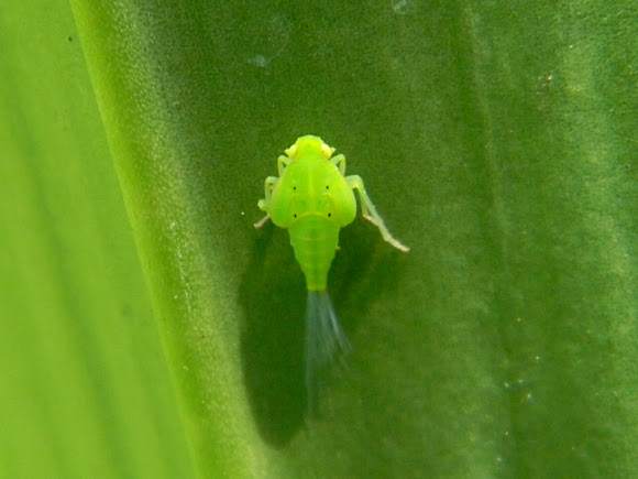 Spotting Image 1