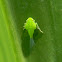 leafhopper nymph