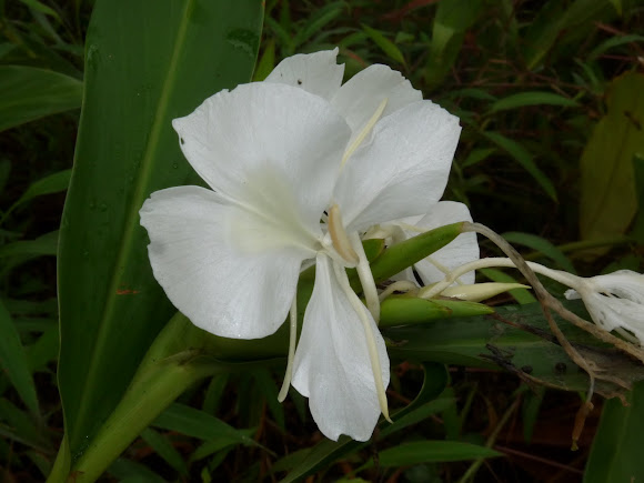 Spotting Image 1