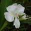 White Butterfly Ginger